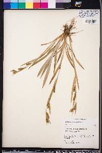 Carex flaccosperma image