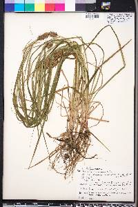 Carex louisianica image