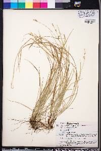 Carex gracilescens image