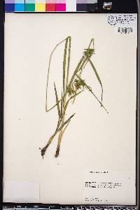 Carex folliculata image