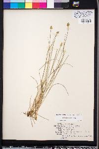 Carex leavenworthii image