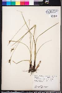 Carex complanata image