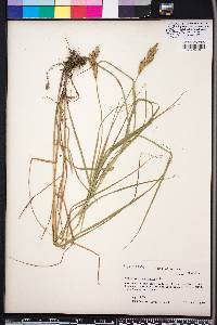 Carex muskingumensis image