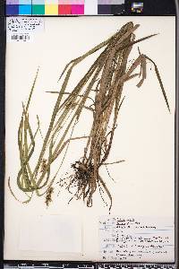 Carex gigantea image