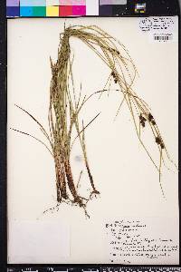 Carex caroliniana image