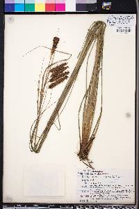 Carex glaucescens image