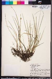 Carex dasycarpa image