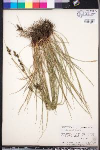 Carex complanata image