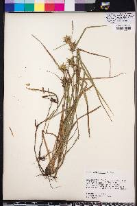 Carex louisianica image