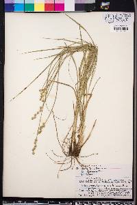 Carex festucacea image