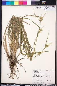 Carex folliculata image