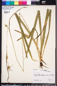 Carex folliculata image