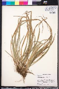 Carex laxiculmis image