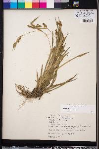 Carex flaccosperma image