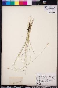 Carex exilis image