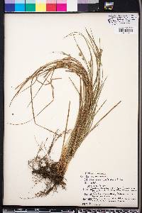 Carex dasycarpa image