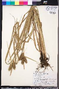 Carex lupuliformis image