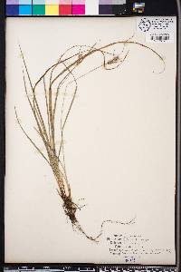 Carex dasycarpa image