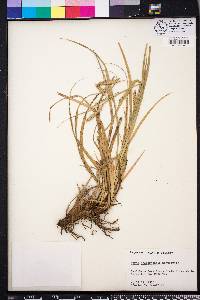 Carex cherokeensis image