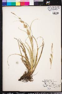 Carex cherokeensis image