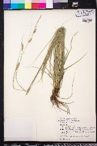 Carex cherokeensis image