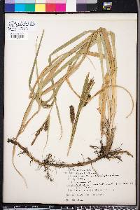 Carex hyalinolepis image
