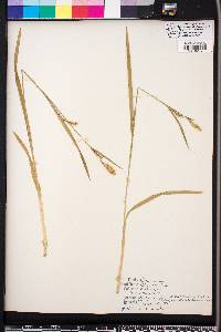 Carex striatula image