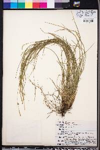 Carex gracilescens image