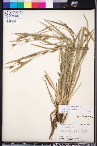 Carex flaccosperma image