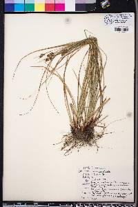 Carex complanata image