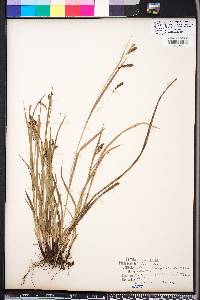 Carex oxylepis image