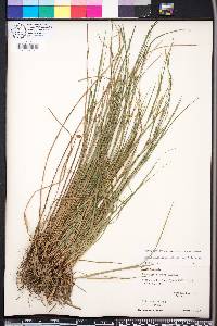 Carex oligocarpa image