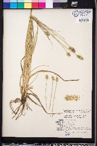 Carex fissa var. aristata image