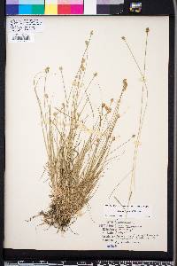 Carex leavenworthii image