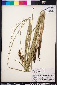 Carex decomposita image