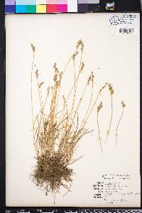 Carex albolutescens image