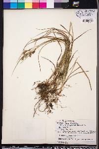 Carex dasycarpa image