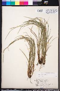 Carex godfreyi image