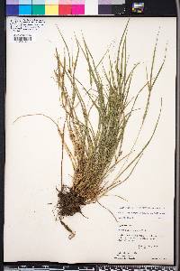 Carex oligocarpa image