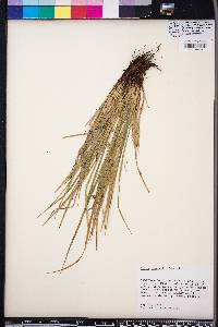 Carex jamesii image