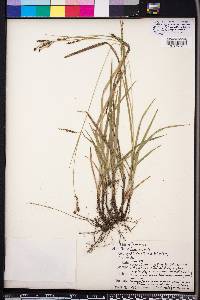 Carex oxylepis image