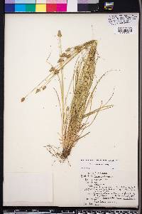 Carex leavenworthii image