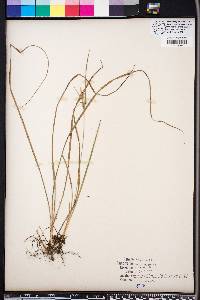 Carex dasycarpa image