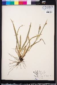 Carex striatula image