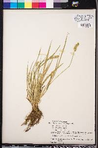 Carex laevivaginata image