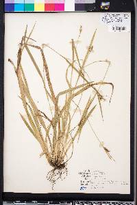 Carex striatula image