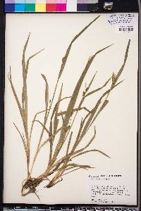 Carex striatula image