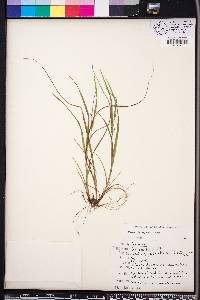 Carex planispicata image