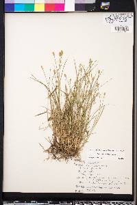 Carex leavenworthii image