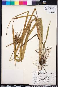 Carex gigantea image